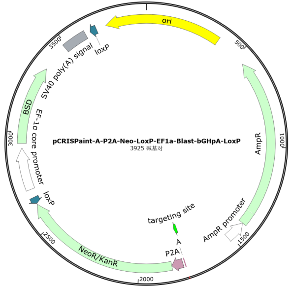  CRISPaint系统Donor设计图谱