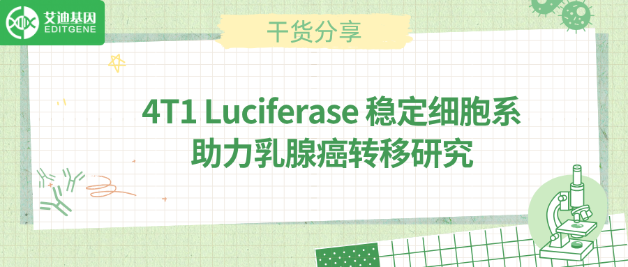 4T1 Luciferase 稳定细胞系：助力乳腺癌转移研究.png