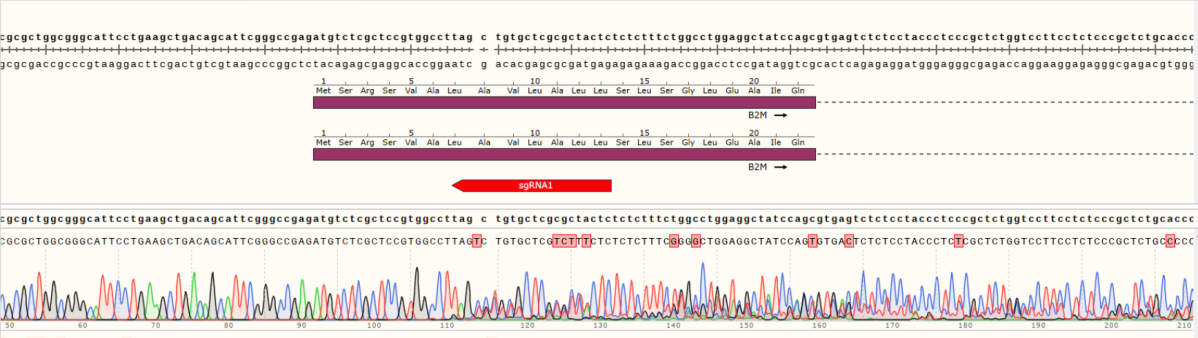 小鼠舌类器官 (某基因) Sanger测序比对结果