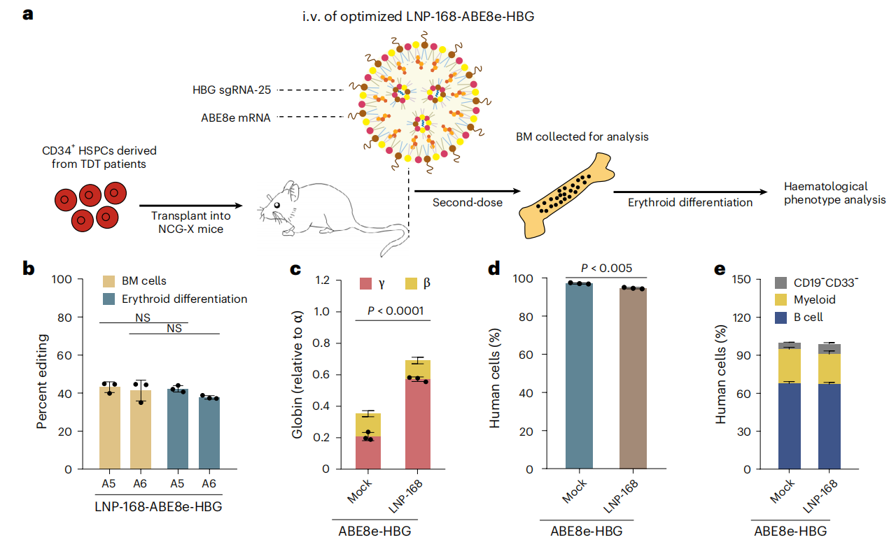 携带 CD41-42 和 β-28(A-T) 突变的 CD34⁺ HSPCs 移植至 NCG-X 小鼠