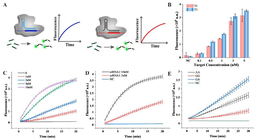 crRNA限制性CRISPR/Cas12a检测体系的可行性验证