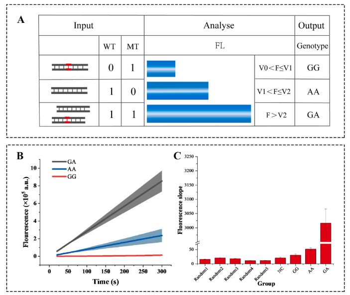 分型策略、动力学曲线与特异性验证