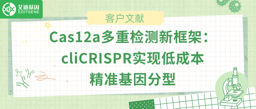 Cas12a多重检测新框架：cliCRISPR实现低成本精准基因分型