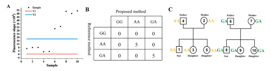 实际样本分型结果与家系验证