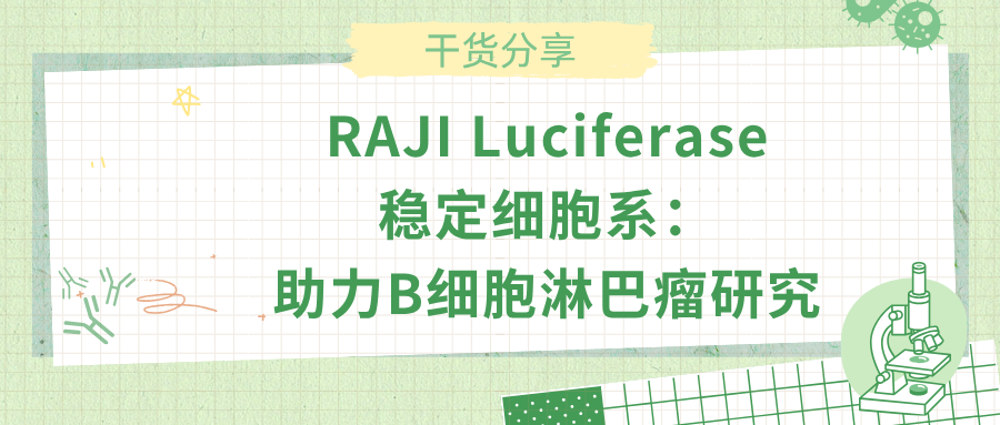 RAJI Luciferase 稳定细胞系：助力B细胞淋巴瘤研究