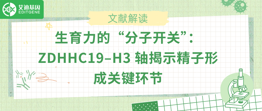 生育力的“分子开关”：ZDHHC19–H3 轴揭示精子形成关键环节