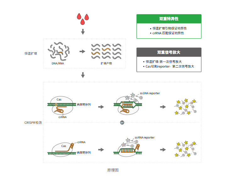 CRISPR检测原理 