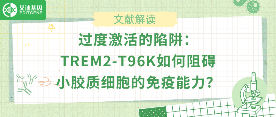 TREM2-T96K的性别特异性效应：为何女性小胶质细胞更脆弱？