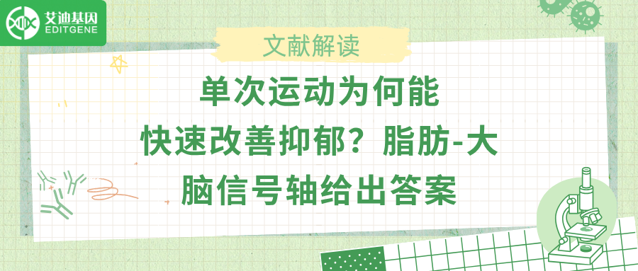 单次运动为何能快速改善抑郁？脂肪-大脑信号轴给出答案