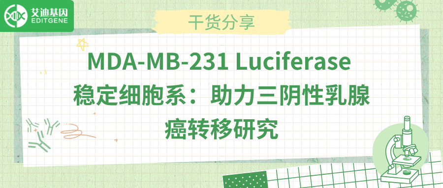 MDA-MB-231 Luciferase 稳定细胞系：助力三阴性乳腺癌转移研究