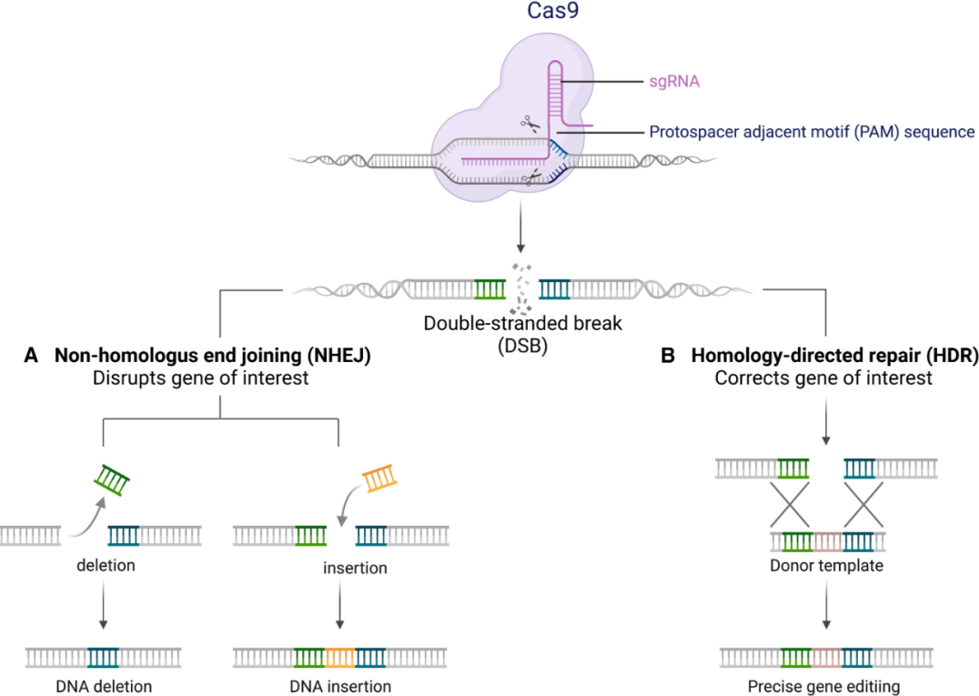 CRISPR/Cas9系统的作用机制