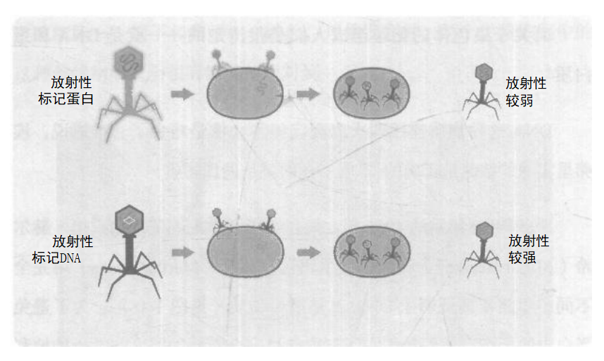 赫尔希-蔡斯实验