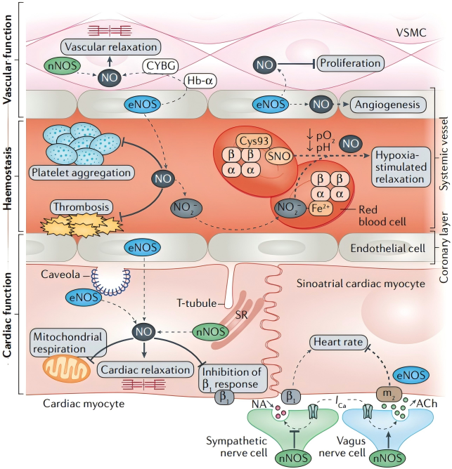 Farah et al., Nat. Rev. Cardiol., 2018